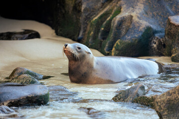 sea lion on the beach