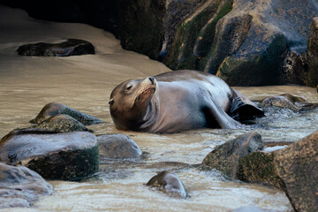 sea lion on the beach