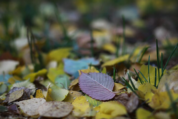 Lively closeup of falling autumn leaves with vibrant backlight from the setting sun