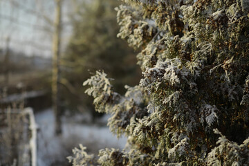 White snow on a bare tree branches on a frosty winter day, close up. Natural background. Selective botanical background.