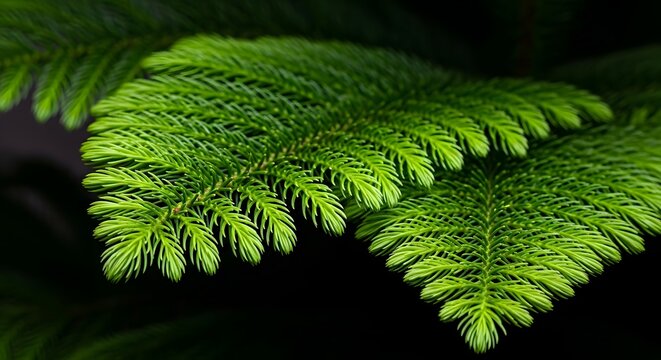 Closeup of vibrant green norfolk pine branch in dark setting