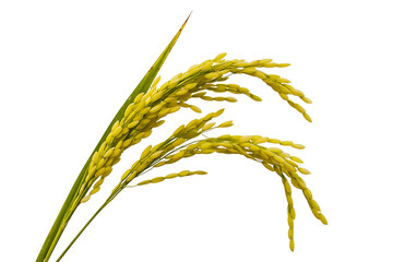 Rice stalk with ripe grains showing harvest potential isolated on transparent background
