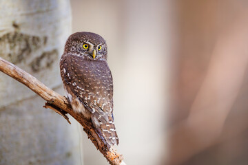 Eurasian Pygmy Owl (Glaucidium passerinum) perched on a branch in forest, staring with vivid yellow eyes, against blurred background. Detailed brown feathers and natural setting