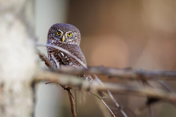 Eurasian Pygmy Owl (Glaucidium passerinum) perched on a branch in forest, staring with vivid yellow eyes, against blurred background. Detailed brown feathers and natural setting