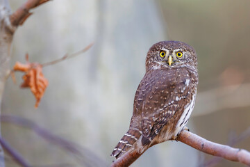 Eurasian Pygmy Owl (Glaucidium passerinum) perched on a branch in forest, staring with vivid yellow...