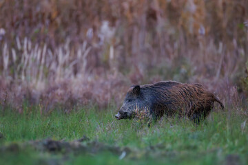 Wild boar (Sus scrofa) in natural habitat, walking through grassy area with brown fur, focused side view, in soft morning light and blurred background.