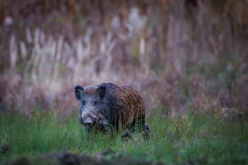 Wild boar (Sus scrofa) in natural habitat, walking through grassy area with brown fur, focused side view, in soft morning light and blurred background.