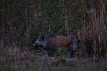Wild boar (Sus scrofa) with piglet in dense vegetation at dusk, alert and partially hidden, showcasing natural social behavior in their woodland environment.