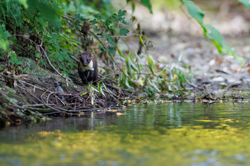 Beech marten (Martes foina) on riverbank surrounded by lush vegetation, alertly observing water, natural lowland habitat with vibrant green reflections