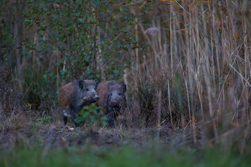 Wild boar (Sus scrofa) with piglet in dense vegetation at dusk, alert and partially hidden, showcasing natural social behavior in their woodland environment.