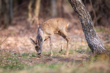 Roe deer (Capreolus capreolus) buck foraging on forest edge in early spring, new antlers in velvet, brown coat, natural woodland scene with soft sunlight.