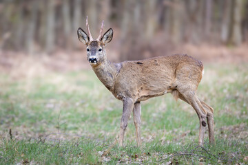 Roe deer (Capreolus capreolus) buck foraging on forest edge in early spring, new antlers in velvet, brown coat, natural woodland scene with soft sunlight.