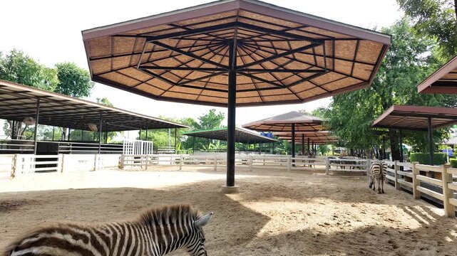 Zebra walking in outdoor animal enclosure with sandy ground, large umbrella shade structures, white fences, bright daylight, natural park environment