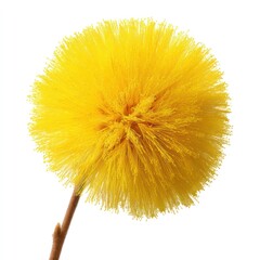 Fototapeta premium Close up of a yellow flower head against white background