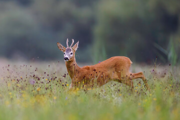 Roe deer (Capreolus capreolus) stands in sunlit wildflower meadow, antlers emerging above soft blooms, blending into dreamy natural landscape with blurred background.