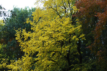 Fototapeta premium Lively closeup of falling autumn leaves with vibrant backlight from the setting sun