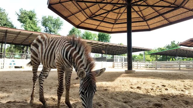Zebra close up zoo enclosure showing black and white stripes sandy ground with shaded shelter and young zebra grazing large shade structure