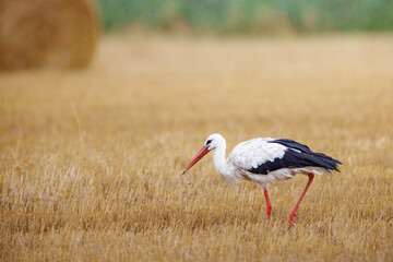 White stork (Ciconia ciconia) hunting in stubble field, with prey in red beak, black wings and long legs, autumn farmland, soft background and yellow tones