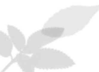 Soft Leaf Shadow Overlay