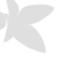 Soft Leaf Shadow Overlay