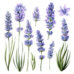 Naklejka premium Watercolor illustration of lavender flowers
