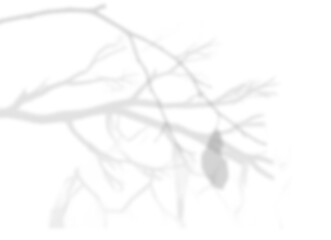 Tree Shadow with Falling Leaves Overlay