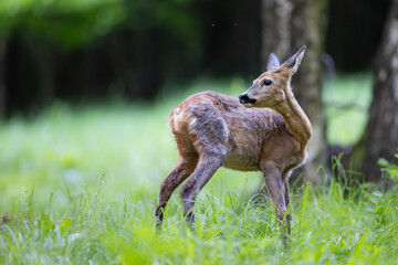 Roe deer doe (Capreolus capreolus) stands alert on green summer meadow, elegant pose, fine detail against blurred background, symbol of peaceful wildlife in nature.