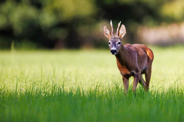 Roe deer buck (Capreolus capreolus) in closeup portrait on lush green meadow, velvet antlers, alert expression and fine detail, vivid summer wildlife scene.