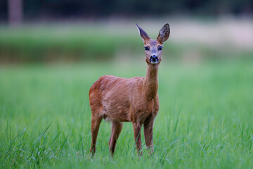 Roe deer doe (Capreolus capreolus) stands alert on green summer meadow, elegant pose, fine detail against blurred background, symbol of peaceful wildlife in nature.