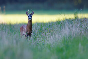 Roe deer buck (Capreolus capreolus) in closeup portrait on lush green meadow, velvet antlers, alert expression and fine detail, vivid summer wildlife scene.