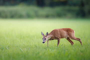 Roe deer doe (Capreolus capreolus) stands alert on green summer meadow, elegant pose, fine detail against blurred background, symbol of peaceful wildlife in nature.