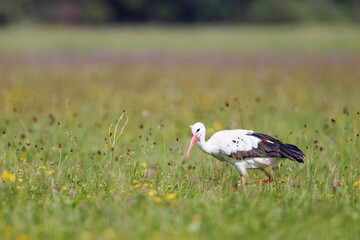 White stork (Ciconia ciconia) foraging in summer meadow with wildflowers, long red beak down, iconic black and white plumage, symbol of European wildlife and open landscape.