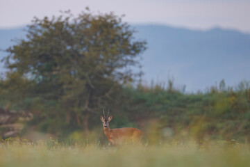 Roe deer (Capreolus capreolus) stands in sunlit wildflower meadow, antlers emerging above soft blooms, blending into dreamy natural landscape with blurred background.