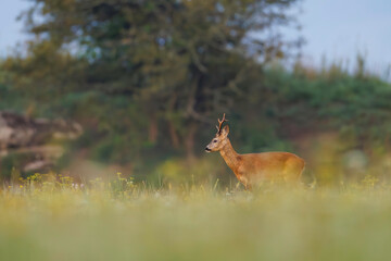Roe deer (Capreolus capreolus) stands in sunlit wildflower meadow, antlers emerging above soft blooms, blending into dreamy natural landscape with blurred background.