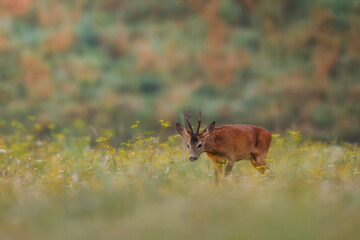 Roe deer (Capreolus capreolus) stands in sunlit wildflower meadow, antlers emerging above soft blooms, blending into dreamy natural landscape with blurred background.