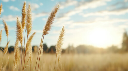 Fototapeta premium Golden grass sways gently in warm sunlight, creating serene and peaceful atmosphere