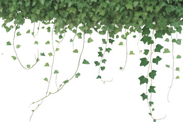 Ivy isolated on transparent background