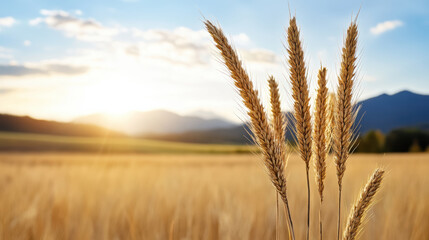 Naklejka premium Golden sunlight over wheat field creates peaceful atmosphere with mountains in background