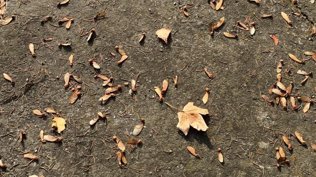 A bunch of leaves laying on the ground