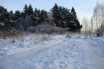White snow on a bare tree branches on a frosty winter day, close up. Natural background. Selective botanical background.