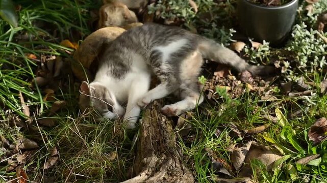 Un chaton gris tigr&eacute; joue pr&egrave;s d'une branche d'arbre au sol, se retourne sur le dos, attrape une feuille, fouille dans l'herbe