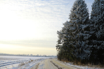 White snow on a bare tree branches on a frosty winter day, close up. Natural background. Selective botanical background.