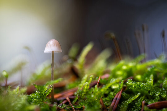 Petit champignon blanc sur un lit de mousse et d'&eacute;pines en for&ecirc;t en automne