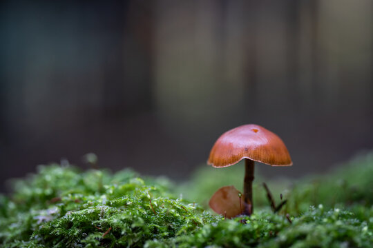 Petit champignon brun sur un lit de mousse en for&ecirc;t en automne