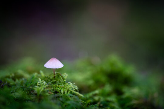 Petit champignon blanc sur un lit de mousse en for&ecirc;t en automne