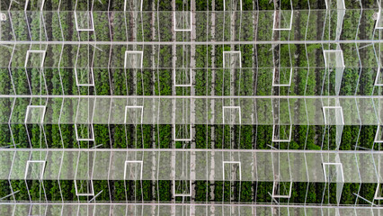Greenhouse aerial drone view from above, large industrial greenhouses for growing vegetables, modern plantation glasshouse area background, agriculture in the Netherlands