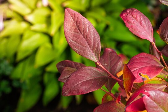 Close-up of vibrant red leaves with green background in natural sunlight - Powered by Adobe