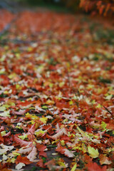 Beautiful autumn landscape with yellow trees and sun. Colorful foliage in the park. Falling leaves natural background
