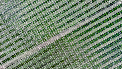 Greenhouse aerial drone view from above, large industrial greenhouses for growing vegetables, modern plantation glasshouse area background, agriculture in the Netherlands
