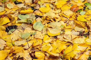 Vibrant autumn leaves covering the ground in a natural outdoor setting
